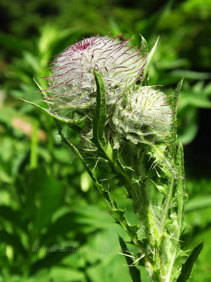 edible thistle (Cirsium edule) [Blue Creek Road, Okanogan-Wenatchee National Forest, Kittitas County, Washington]