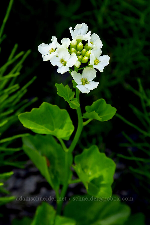 heart-leaf bitter-cress (Cardamine cordifolia) [Blue Creek Road, Okanogan-Wenatchee National Forest, Kittitas County, Washington]