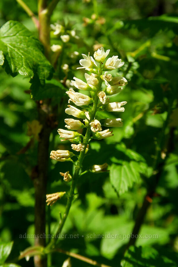 northern black currant (Ribes hudsonianum) [Blue Creek Road, Okanogan-Wenatchee National Forest, Kittitas County, Washington]