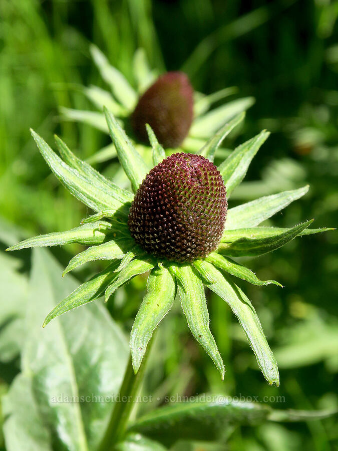 Wenatchee coneflower (Rudbeckia alpicola) [Forest Road 9702, Okanogan-Wenatchee National Forest, Kittitas County, Washington]