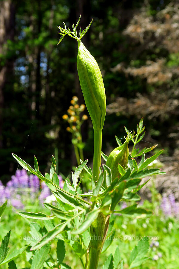 Canby's angelica (Angelica canbyi) [Forest Road 9702, Okanogan-Wenatchee National Forest, Kittitas County, Washington]