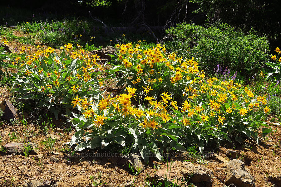 arrow-leaf balsamroot (Balsamorhiza sagittata) [Red Top Trailhead, Okanogan-Wenatchee National Forest, Kittitas County, Washington]