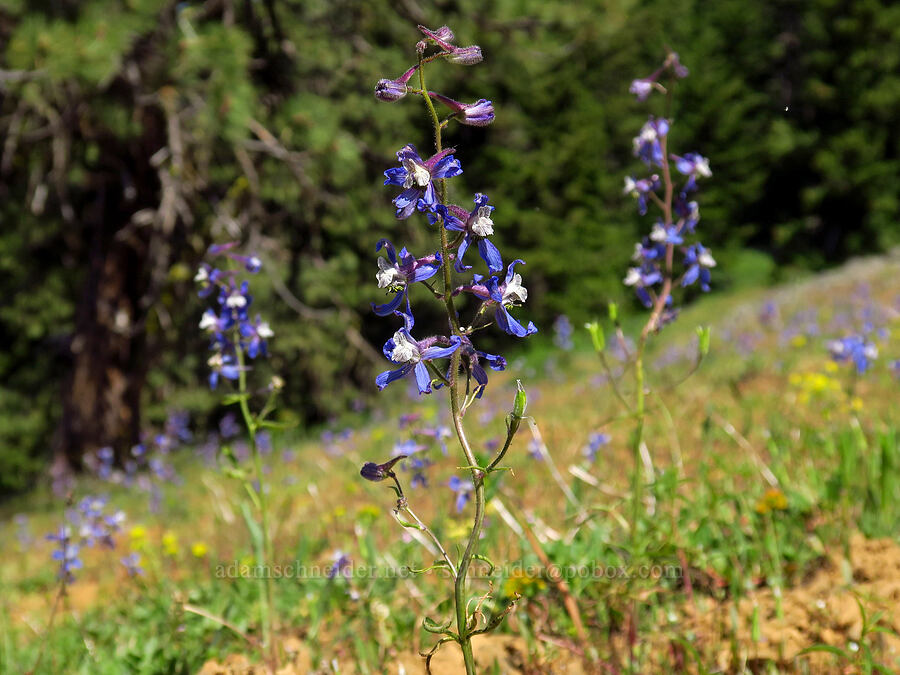 thin-petal larkspur (Delphinium lineapetalum) [Red Top Trailhead, Okanogan-Wenatchee National Forest, Kittitas County, Washington]