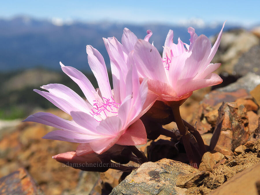 bitterroot (Lewisia rediviva) [Red Top Mountain, Okanogan-Wenatchee National Forest, Kittitas County, Washington]