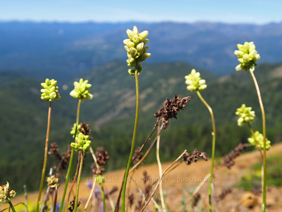 round-leaf alumroot (Heuchera cylindrica) [Red Top Mountain, Okanogan-Wenatchee National Forest, Kittitas County, Washington]