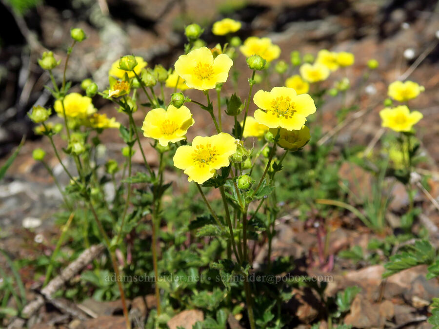 mountain sticky cinquefoil (Drymocallis pseudorupestris (Potentilla glandulosa ssp. pseudorupestris)) [Red Top Mountain, Okanogan-Wenatchee National Forest, Kittitas County, Washington]