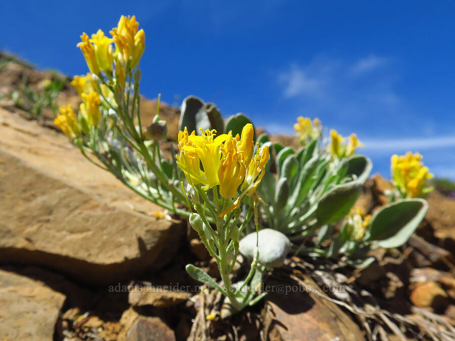 Washington twin-pod/bladder-pod (Physaria alpestris) [Red Top Mountain, Okanogan-Wenatchee National Forest, Kittitas County, Washington]