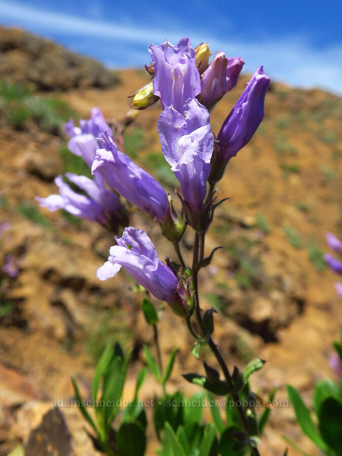 shrubby penstemon (Penstemon fruticosus) [Red Top Mountain, Okanogan-Wenatchee National Forest, Kittitas County, Washington]