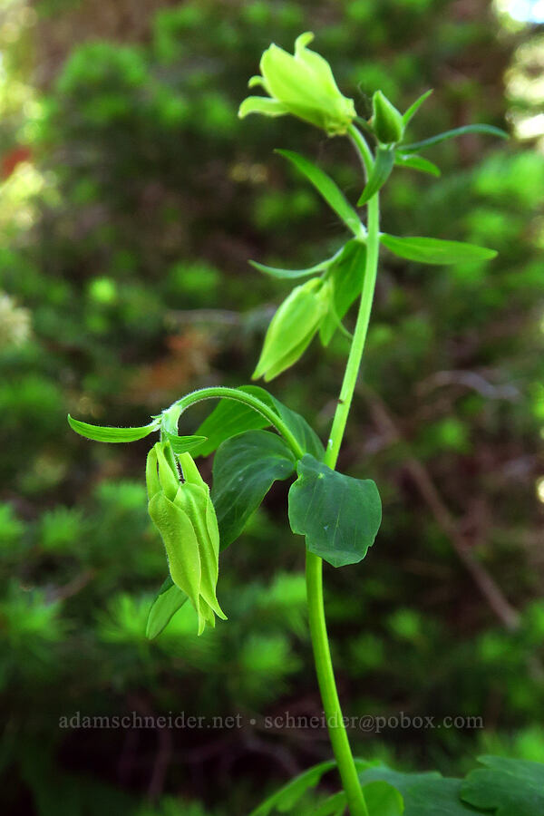 yellow columbine, budding (Aquilegia flavescens) [Red Top Lookout Trail, Okanogan-Wenatchee National Forest, Kittitas County, Washington]