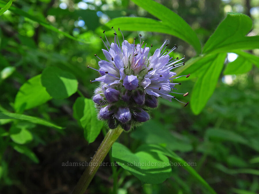 ball-head waterleaf (Hydrophyllum capitatum var. capitatum) [Red Top Lookout Trail, Okanogan-Wenatchee National Forest, Kittitas County, Washington]