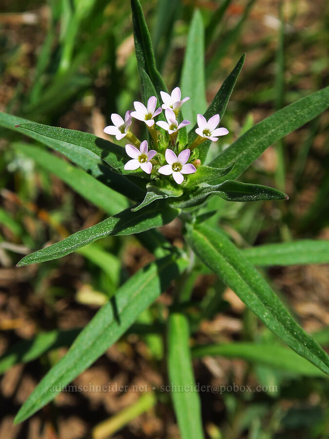 narrow-leaf collomia (Collomia linearis) [Teanaway Ridge Trail, Okanogan-Wenatchee National Forest, Kittitas County, Washington]