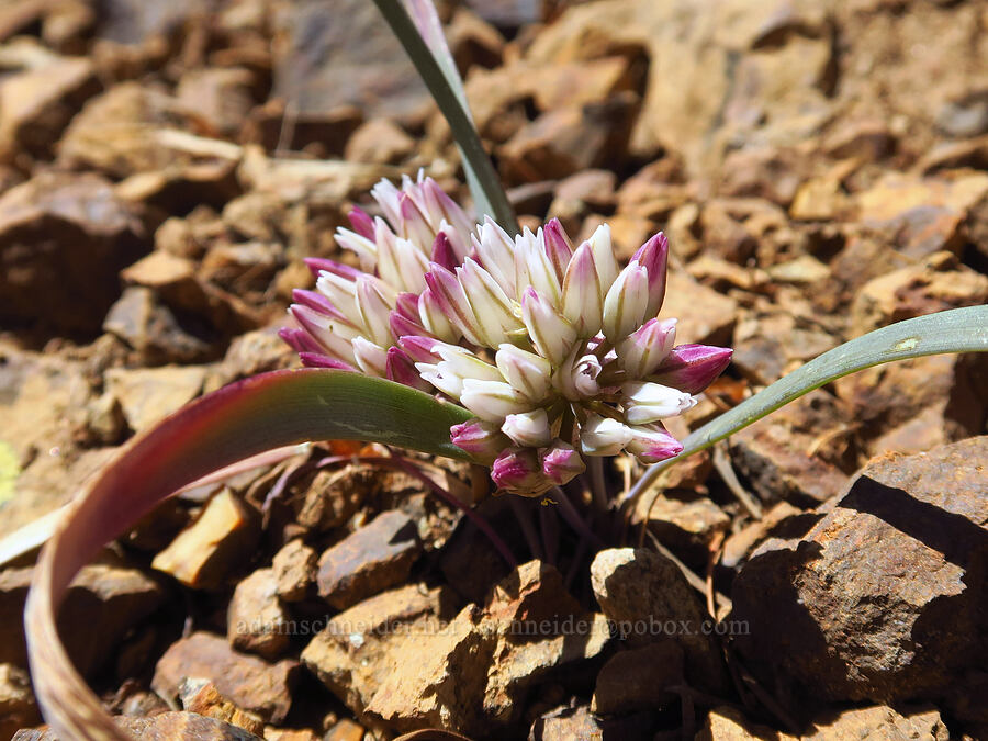 Olympic onion (Allium crenulatum) [Teanaway Ridge, Okanogan-Wenatchee National Forest, Kittitas County, Washington]