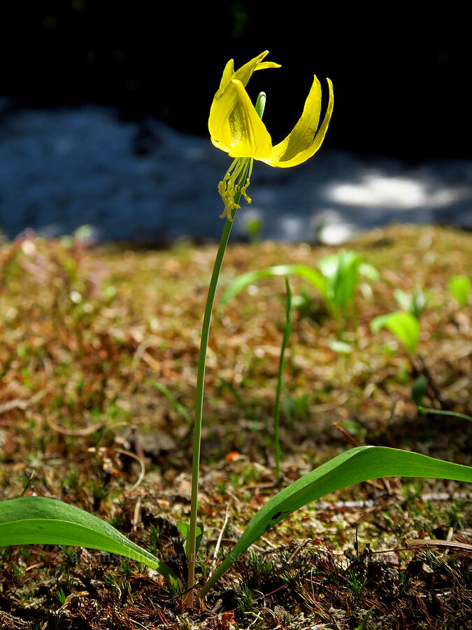 glacier lily & melting snow (Erythronium grandiflorum) [Blue Creek Trail, Okanogan-Wenatchee National Forest, Kittitas County, Washington]