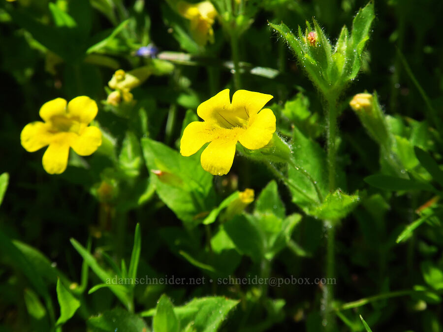 musk monkeyflower (Erythranthe moschata (Mimulus moschatus)) [Blue Creek Trail, Okanogan-Wenatchee National Forest, Kittitas County, Washington]