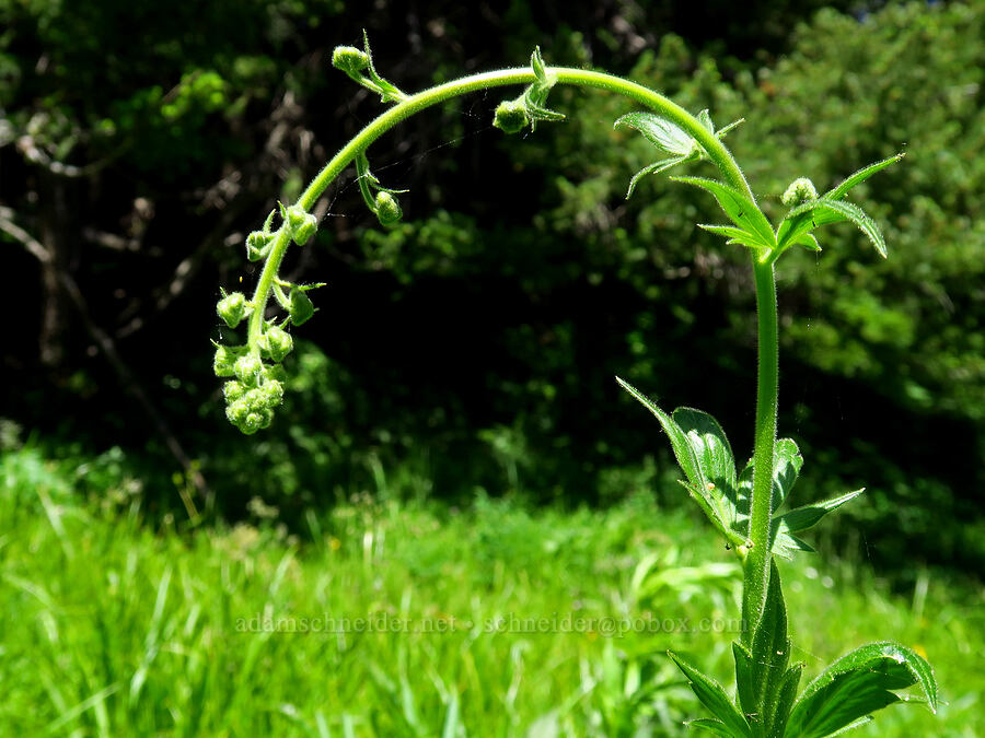 monkshood, budding (Aconitum columbianum) [Blue Creek Trail, Okanogan-Wenatchee National Forest, Kittitas County, Washington]