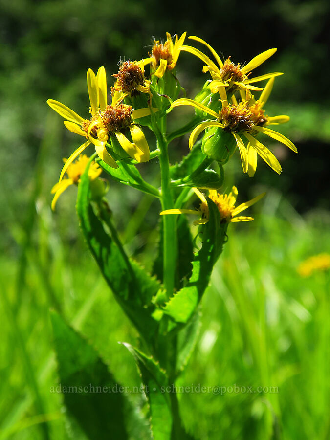 arrow-leaf groundsel (Senecio triangularis) [Blue Creek Trail, Okanogan-Wenatchee National Forest, Kittitas County, Washington]