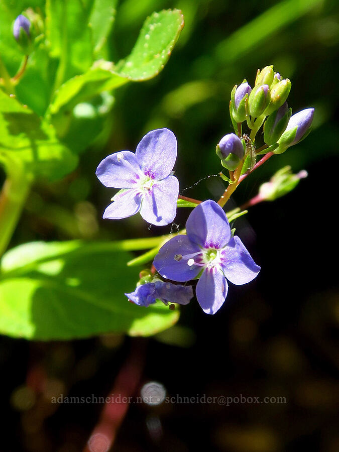 American speedwell (Veronica americana) [Blue Creek Trail, Okanogan-Wenatchee National Forest, Kittitas County, Washington]