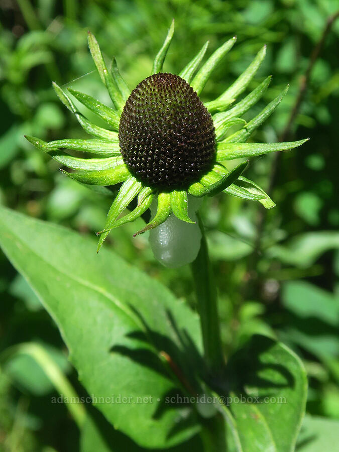 Wenatchee coneflower (Rudbeckia alpicola) [Blue Creek Trail, Okanogan-Wenatchee National Forest, Kittitas County, Washington]