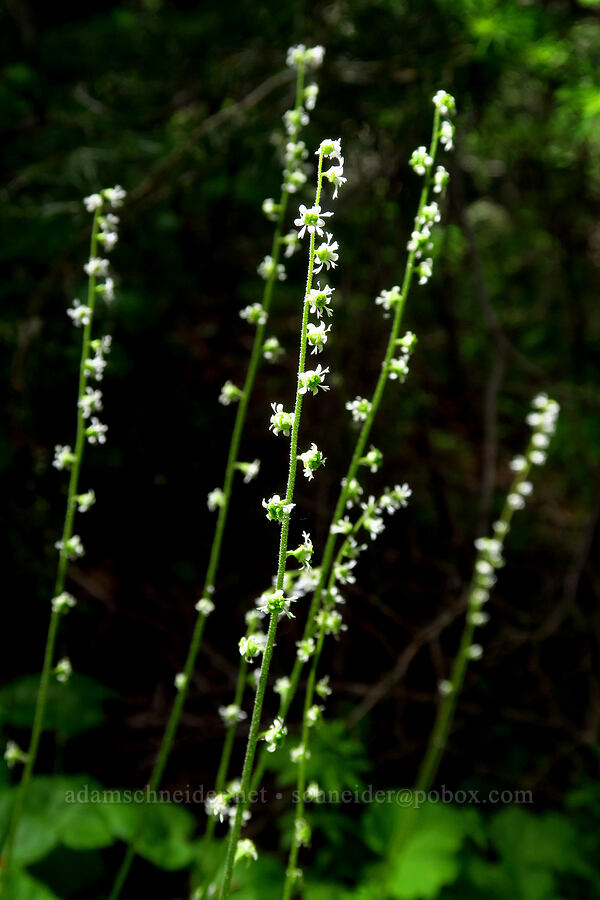 three-parted mitrewort (Ozomelis trifida (Mitella trifida)) [Teanaway Ridge Trail, Okanogan-Wenatchee National Forest, Kittitas County, Washington]