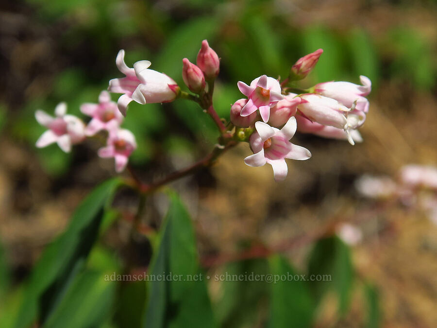 spreading dogbane (Apocynum androsaemifolium) [Sculpture Rock Loop Trail, Okanogan-Wenatchee National Forest, Kittitas County, Washington]