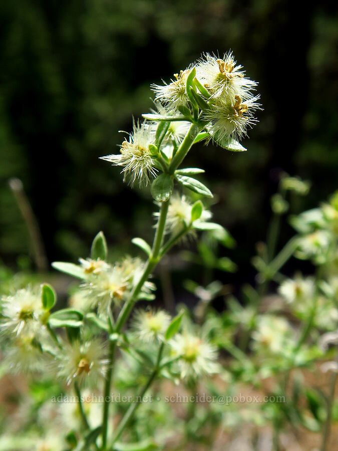 intermountain bedstraw (Galium serpenticum (Galium multiflorum)) [Sculpture Rock Loop Trail, Okanogan-Wenatchee National Forest, Kittitas County, Washington]