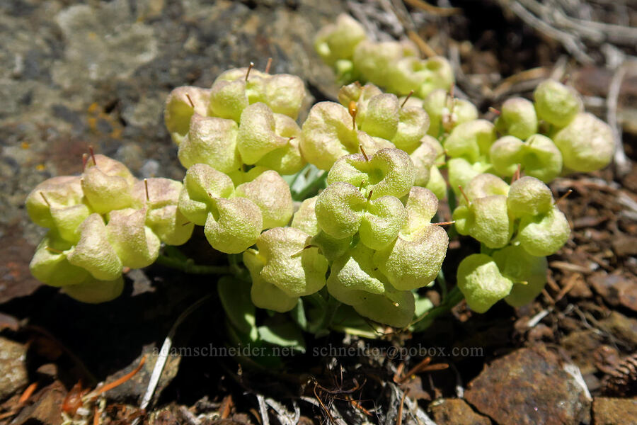 Washington twin-pod pods (Physaria alpestris) [Sculpture Rock Loop Trail, Okanogan-Wenatchee National Forest, Kittitas County, Washington]