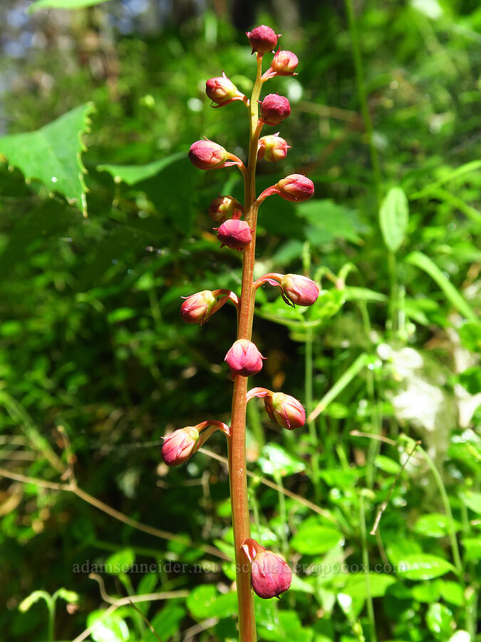 pink pyrola (Pyrola asarifolia) [Sculpture Rock Loop Trail, Okanogan-Wenatchee National Forest, Kittitas County, Washington]