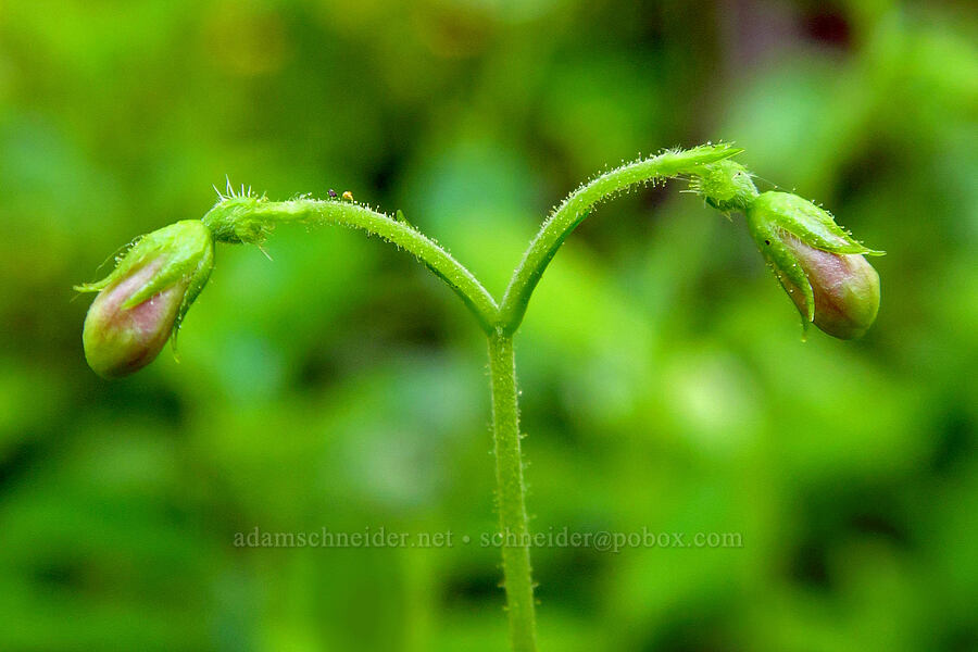 twinflower, budding (Linnaea borealis) [Sculpture Rock Loop Trail, Okanogan-Wenatchee National Forest, Kittitas County, Washington]