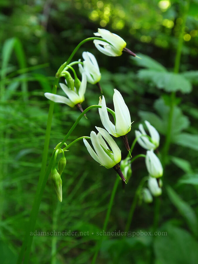 white shooting stars (Dodecatheon dentatum (Primula latiloba)) [Sculpture Rock Loop Trail, Okanogan-Wenatchee National Forest, Kittitas County, Washington]