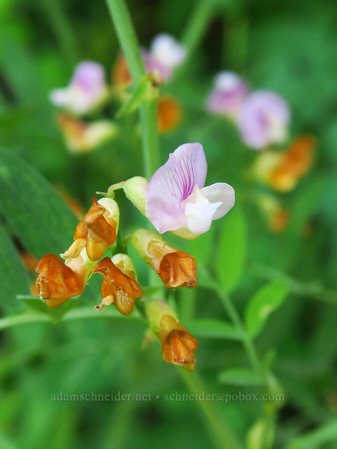 Sierra pea-vine (Lathyrus nevadensis var. puniceus (Lathyrus nevadensis ssp. lanceolatus var. puniceus)) [Sculpture Rock Loop Trail, Okanogan-Wenatchee National Forest, Kittitas County, Washington]