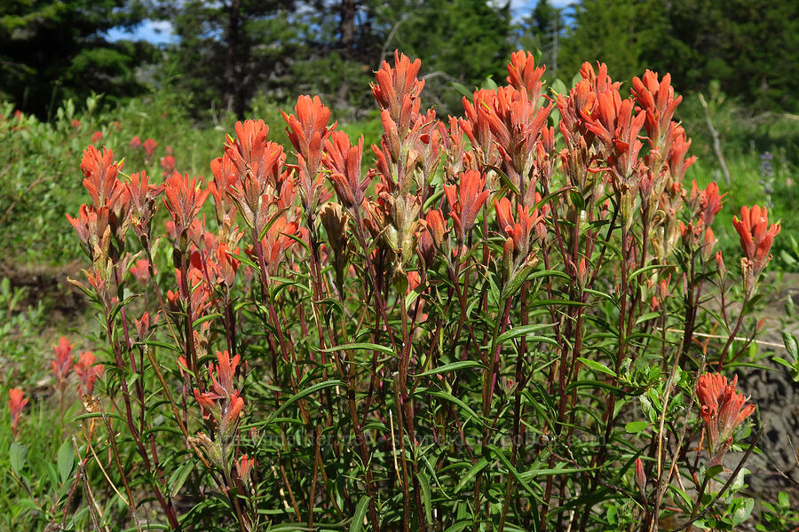 paintbrush (Castilleja sp.) [Forest Road 9716, Okanogan-Wenatchee National Forest, Kittitas County, Washington]