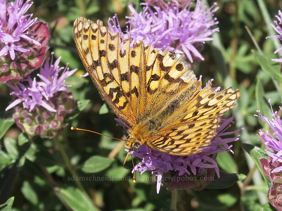 fritillary butterfly on coyote mint (Speyeria sp., Monardella odoratissima) [Aldrich Mountain, Malheur National Forest, Grant County, Oregon]