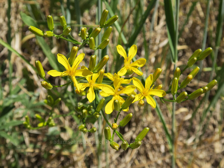 long-leaved hawksbeard (Crepis acuminata) [Aldrich Mountain, Malheur National Forest, Grant County, Oregon]