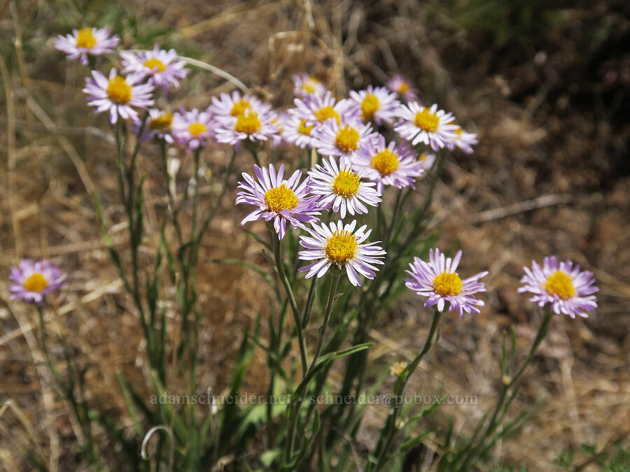 long-leaf fleabane (Erigeron corymbosus) [Aldrich Mountain, Malheur National Forest, Grant County, Oregon]