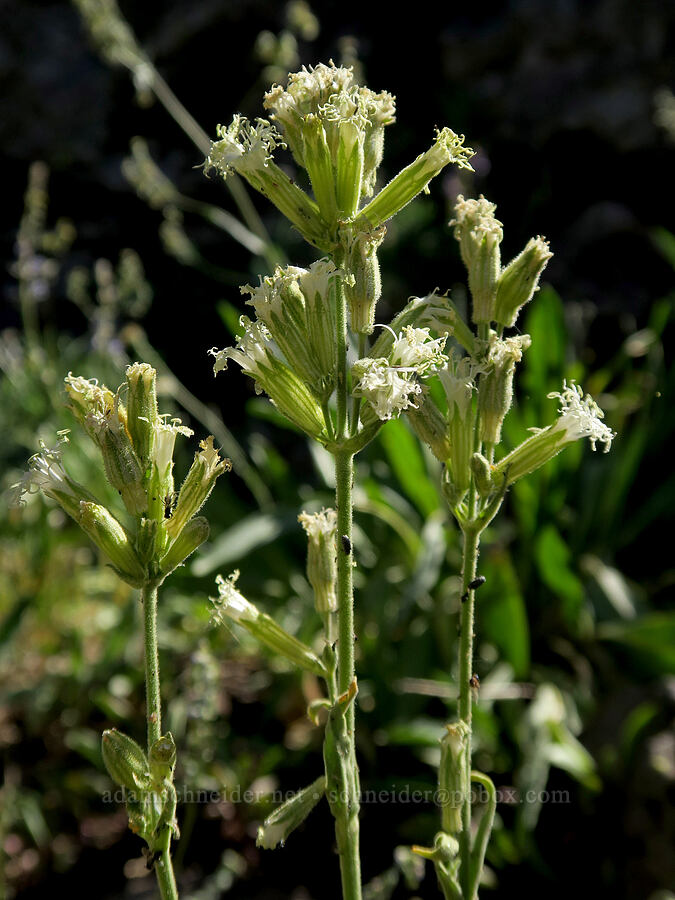 Oregon catchfly (Silene oregana) [Aldrich Mountain, Malheur National Forest, Grant County, Oregon]