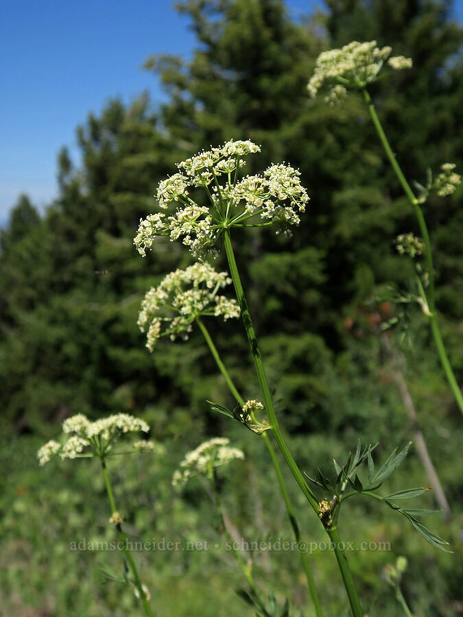 Gray's lovage (Ligusticum grayi) [Aldrich Mountain, Malheur National Forest, Grant County, Oregon]