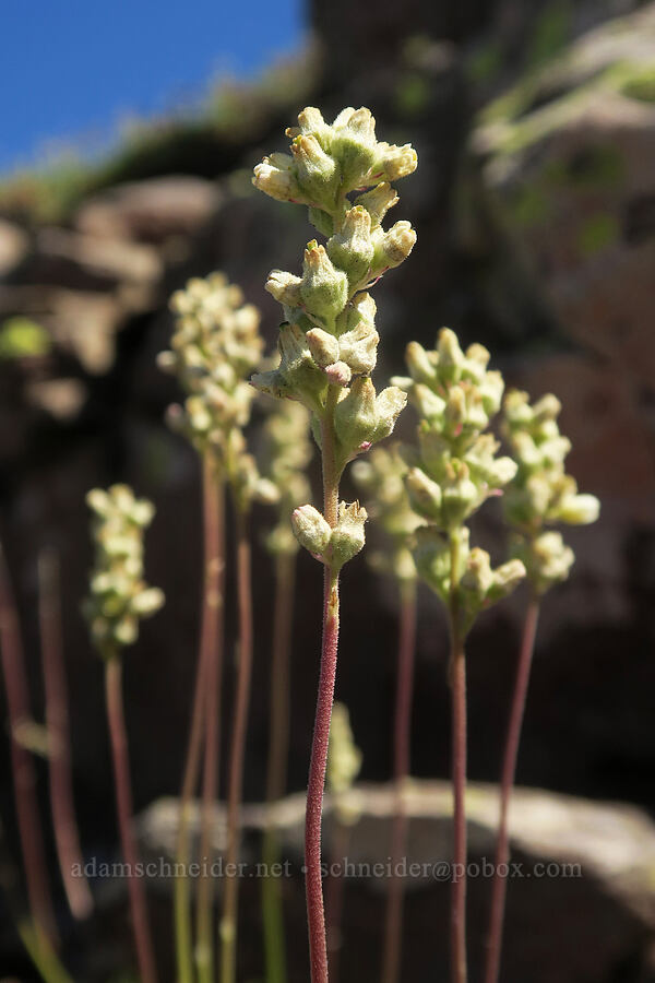 alpine alumroot (Heuchera cylindrica) [Aldrich Mountain, Malheur National Forest, Grant County, Oregon]