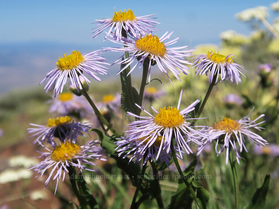 showy fleabane (Erigeron speciosus) [Aldrich Mountain, Malheur National Forest, Grant County, Oregon]