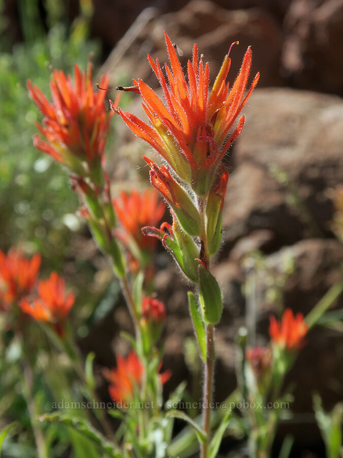 Peck's paintbrush (Castilleja peckiana) [Aldrich Mountain, Malheur National Forest, Grant County, Oregon]