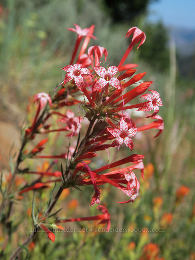 slender-tube skyrocket (Ipomopsis tenuituba) [Aldrich Mountain, Malheur National Forest, Grant County, Oregon]