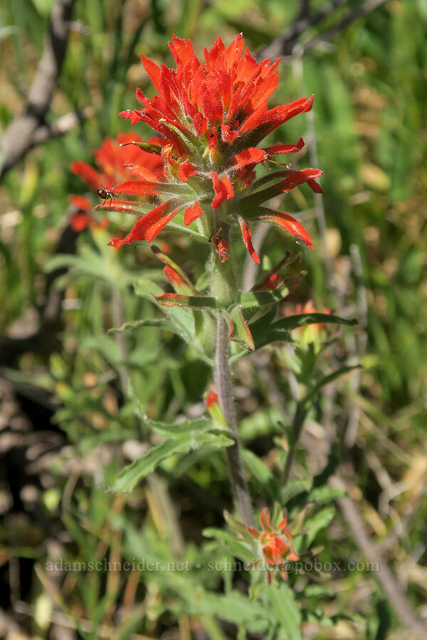 wavy-leaf paintbrush (Castilleja applegatei var. pinetorum) [Aldrich Mountain, Malheur National Forest, Grant County, Oregon]