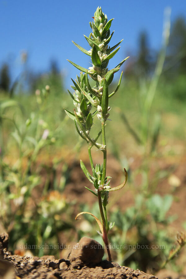 Kellogg's knotweed (Polygonum polygaloides ssp. kelloggii (Polygonum kelloggii)) [Cabbage Patch Spring, Malheur National Forest, Grant County, Oregon]