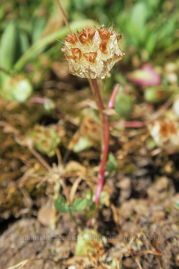 bowl clover, fading (Trifolium cyathiferum) [Cabbage Patch Spring, Malheur National Forest, Grant County, Oregon]