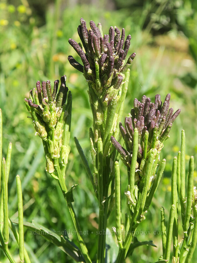 something in the mustard family [Cabbage Patch Spring, Malheur National Forest, Grant County, Oregon]