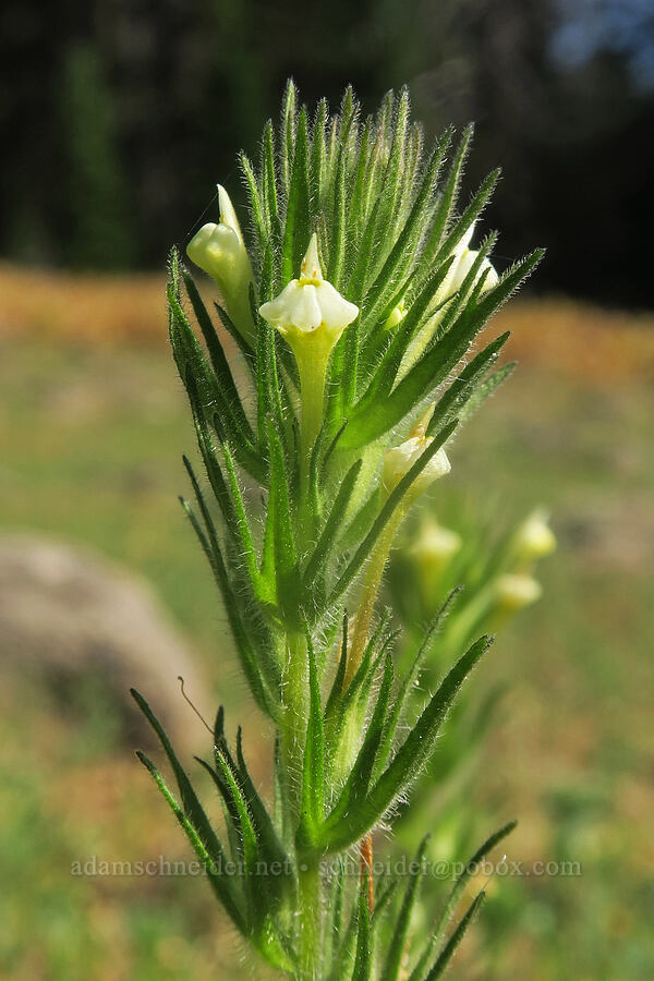 hairy owl's-clover (Castilleja tenuis (Orthocarpus hispidus)) [Cabbage Patch Spring, Malheur National Forest, Grant County, Oregon]