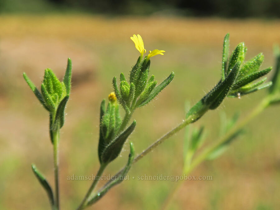 cluster tarweed (Madia glomerata) [Cabbage Patch Spring, Malheur National Forest, Grant County, Oregon]