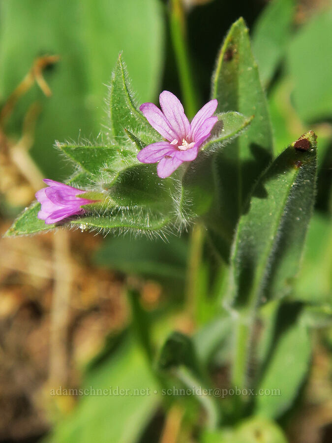 Torrey's willow-herb (Epilobium torreyi (Boisduvalia stricta)) [Cabbage Patch Spring, Malheur National Forest, Grant County, Oregon]
