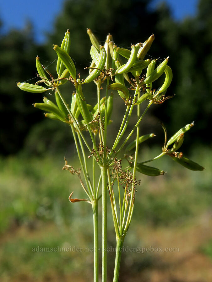 western sweet-cicely, going to seed (Osmorhiza occidentalis) [Forest Road 2150, Malheur National Forest, Grant County, Oregon]