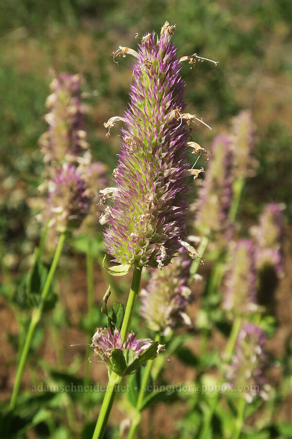 nettle-leaf horse-mint (Agastache urticifolia) [Forest Road 2150, Malheur National Forest, Grant County, Oregon]