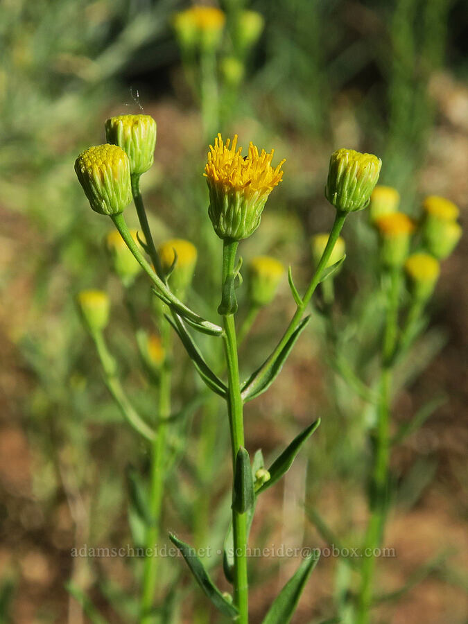 California rayless fleabane (Erigeron inornatus var. inornatus) [Forest Road 2150, Malheur National Forest, Grant County, Oregon]